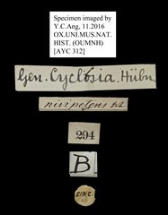 Cyclosia nivipetens•All Rights ReservedMuseum Label