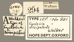 Cyclosia nivipetens•All Rights ReservedMuseum Label