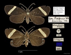 Pidorus corculum•&copy; Ang Yuchen•All Rights Reserved