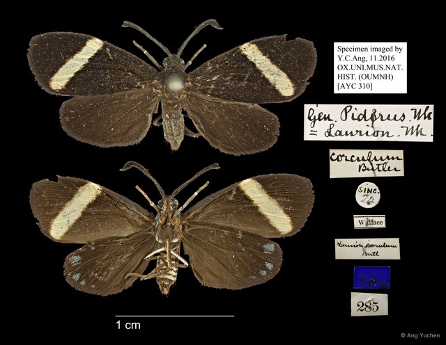 Pidorus corculum•&copy; Ang Yuchen•All Rights Reserved
