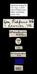 Pidorus corculum•All Rights ReservedMuseum Label