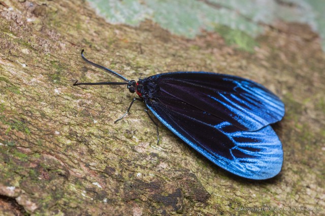 Pompelon marginata•&copy; Marcus Ng Fu Chuan•CC BY-NC-ND 4.0