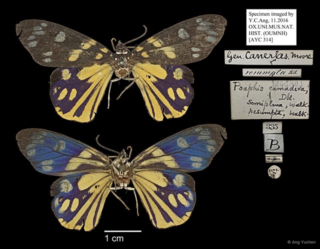 Psaphis camadeva•&copy; Ang Yuchen•All Rights Reserved