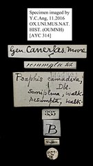 Psaphis camadeva•All Rights ReservedMuseum Label