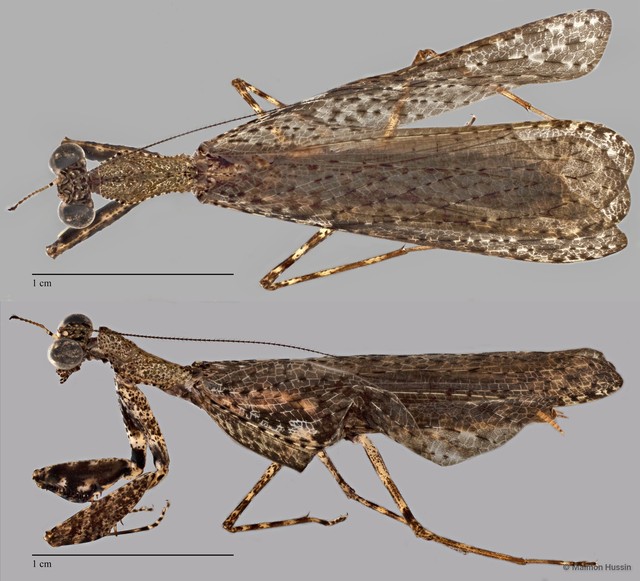 Mantodea sp. "ZRCBDP0019933"•&copy; Maimon Hussin•All Rights Reserved