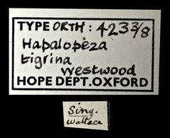 Hapalopeza tigrina•All Rights ReservedMuseum Label