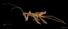 Hapalopeza tigrina•&copy; Ang Yuchen•All Rights Reserved