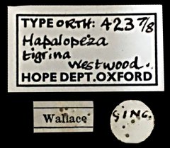 Hapalopeza tigrina•All Rights ReservedMuseum Label
