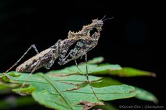 Haania sp. "6b473cf3"•&copy; Kenneth Chin•All Rights Reserved