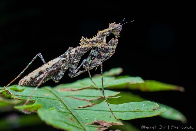 Haania sp. "6b473cf3"•&copy; Kenneth Chin•All Rights Reserved