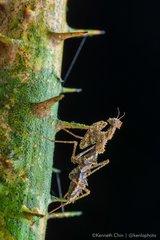 Haania sp. "6b473cf3"•&copy; Kenneth Chin•All Rights Reserved