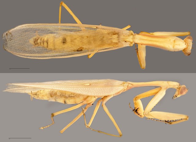 Hierodula sp. "cf. venosa ZRCBDP0071871"•&copy; Tan Wee Chye•All Rights Reserved