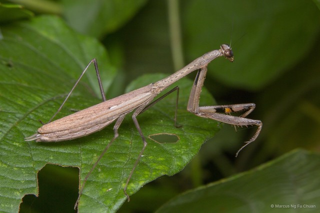 Statilia maculata•&copy; Marcus Ng Fu Chuan•All Rights Reserved