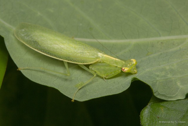 Tropidomantis tenera•&copy; Marcus Ng Fu Chuan•All Rights Reserved