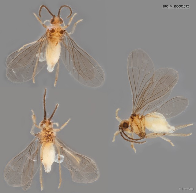 Coniopterygidae sp. "ZRC_MIS00001092"•&copy; Rene Ong•All Rights Reserved
