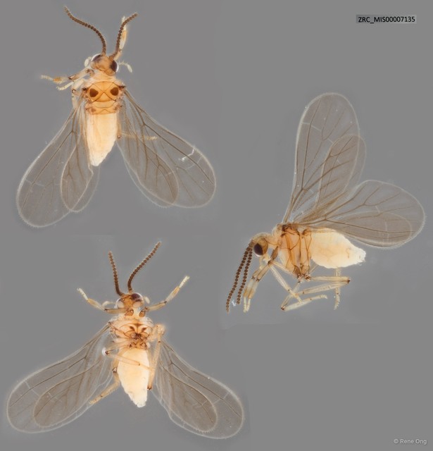 Coniopterygidae sp. "ZRC_MIS00007135"•&copy; Rene Ong•All Rights Reserved