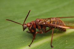 Euclimacia sp. "1bf2b691"•&copy; Foo Maosheng•All Rights Reserved