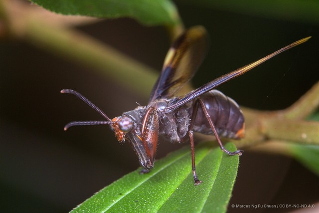 Euclimacia gerstaeckeri•&copy; Marcus Ng Fu Chuan•CC BY-NC-ND 4.0