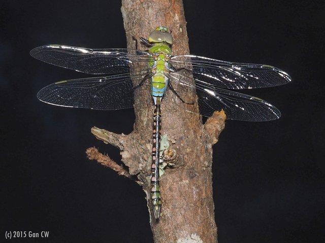 Anax guttatus•&copy; Gan Cheong Weei•All Rights Reserved