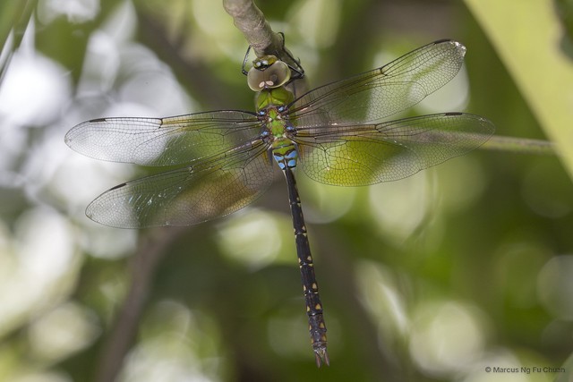 Anax panybeus•&copy; Marcus Ng Fu Chuan•All Rights Reserved