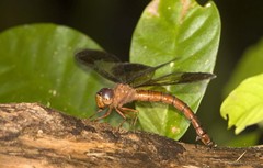 Tetracanthagyna plagiata•&copy; Marcus Ng Fu Chuan•All Rights Reserved