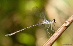 Podolestes orientalis•&copy; Marcus Ng Fu Chuan•All Rights Reserved