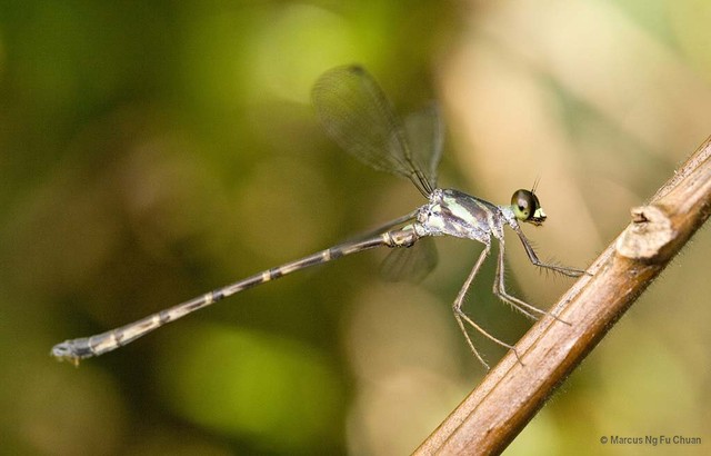 Podolestes orientalis•&copy; Marcus Ng Fu Chuan•All Rights Reserved