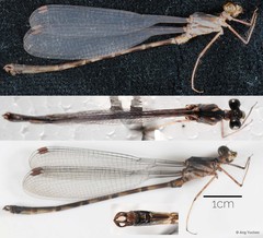 Podolestes orientalis•&copy; Ang Yuchen•All Rights Reserved