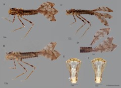 Podolestes orientalis•&copy; Maimon Hussin•All Rights Reserved