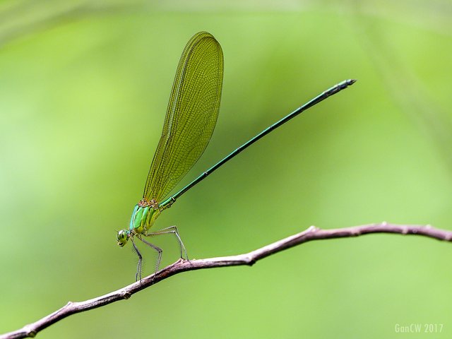 Vestalis gracilis•&copy; Gan Cheong Weei•All Rights Reserved
