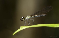 Libellago hyalina•&copy; Marcus Ng Fu Chuan•All Rights Reserved