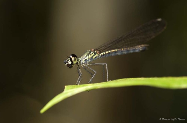 Libellago hyalina•&copy; Marcus Ng Fu Chuan•All Rights Reserved
