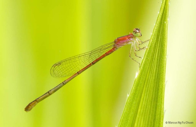 Agriocnemis femina•&copy; Marcus Ng Fu Chuan•All Rights Reserved