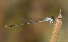 Agriocnemis femina•&copy; Marcus Ng Fu Chuan•All Rights Reserved
