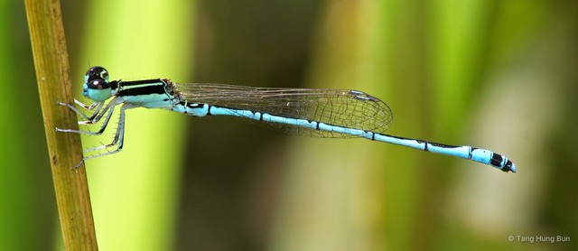 Agriocnemis nana•&copy; Tang Hung Bun•All Rights Reserved