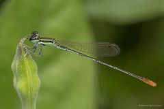 Agriocnemis pygmaea•&copy; Marcus Ng Fu Chuan•All Rights Reserved