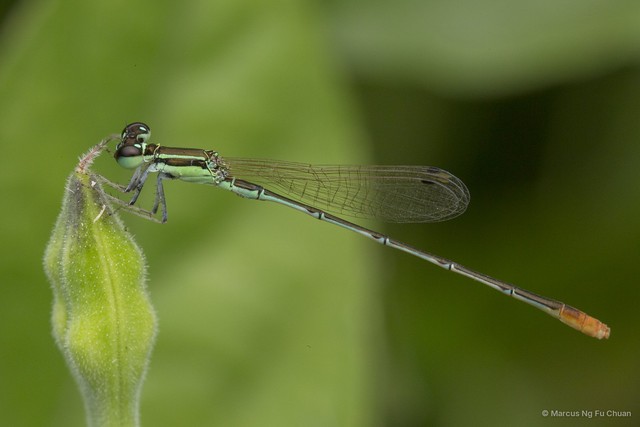 Agriocnemis pygmaea•&copy; Marcus Ng Fu Chuan•All Rights Reserved