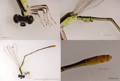 Agriocnemis pygmaea•&copy; Darren Yeo•All Rights Reserved