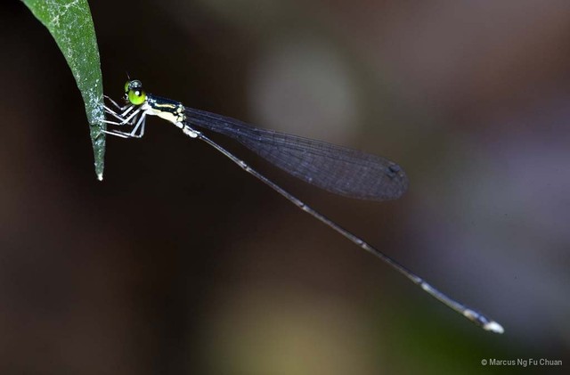 Amphicnemis gracilis•&copy; Marcus Ng Fu Chuan•All Rights Reserved