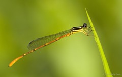 Argiocnemis rubescens rubeola•&copy; Marcus Ng Fu Chuan•All Rights Reserved