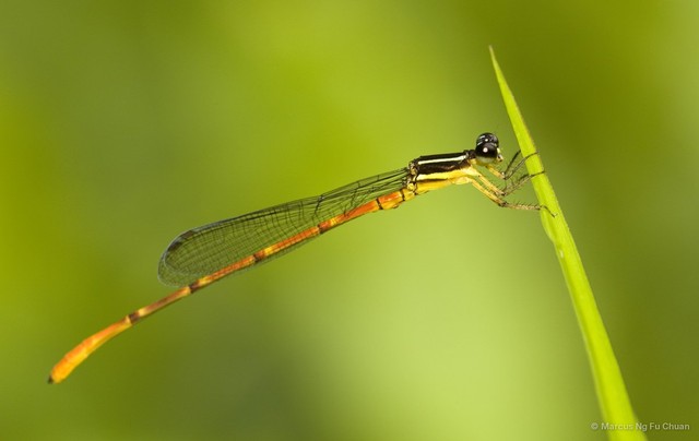Argiocnemis rubescens rubeola•&copy; Marcus Ng Fu Chuan•All Rights Reserved