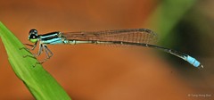 Argiocnemis rubescens rubeola•&copy; Tang Hung Bun•All Rights Reserved
