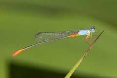 Ceriagrion cerinorubellum•&copy; Marcus Ng Fu Chuan•All Rights Reserved