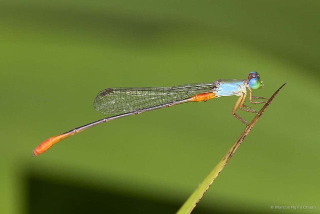 Ceriagrion cerinorubellum•&copy; Marcus Ng Fu Chuan•All Rights Reserved