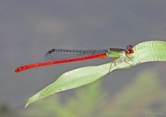 Ceriagrion chaoi•&copy; Tang Hung Bun•All Rights Reserved