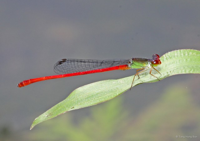 Ceriagrion chaoi•&copy; Tang Hung Bun•All Rights Reserved