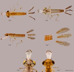 Ceriagrion chaoi•&copy; Maimon Hussin•All Rights Reserved