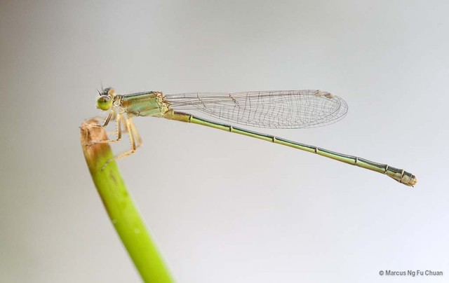 Ischnura senegalensis•&copy; Marcus Ng Fu Chuan•All Rights Reserved