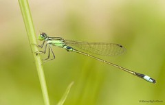 Ischnura senegalensis•&copy; Marcus Ng Fu Chuan•All Rights Reserved