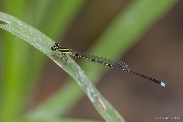 Mortonagrion aborense•&copy; Marcus Ng Fu Chuan•All Rights Reserved